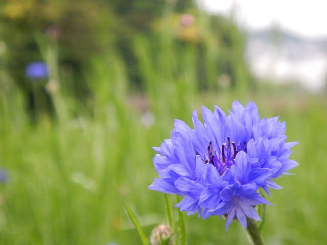 鲜花 蓝色 Nemophila - 上的免费照片