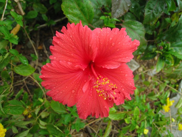 芙蓉 红色的 深红色 - 上的免费照片