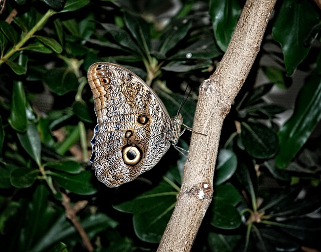 卡利戈 尤里洛克斯 蝴蝶 - 上的免费照片