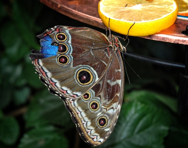 卡利戈 尤里洛克斯 蝴蝶 - 上的免费照片