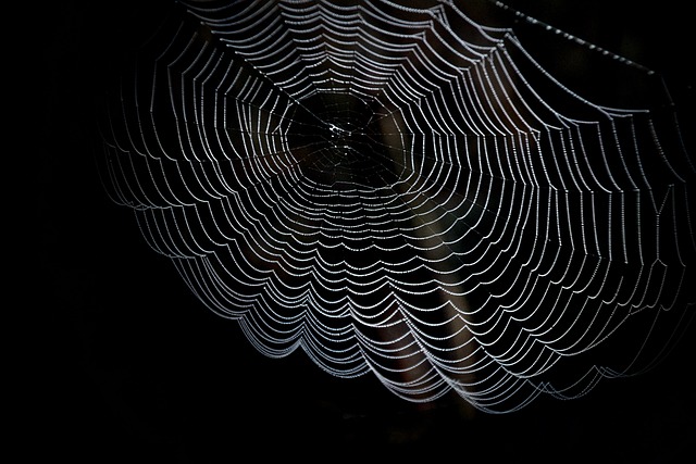 蛛网 网络 蜘蛛 - 上的免费照片