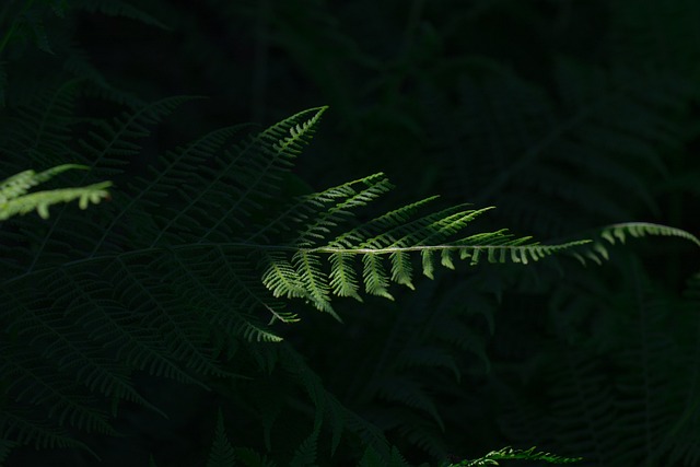 蕨类 绿色 叶蕨 - 上的免费照片