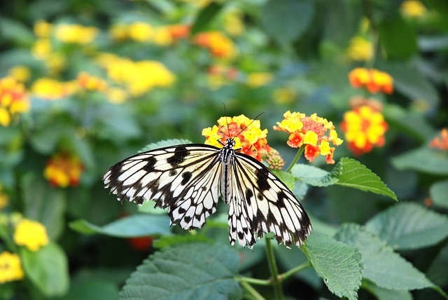 主意 无核糖体 纸风筝 - 上的免费照片