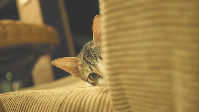 猫 小猫 可爱 - 上的免费照片