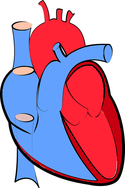 人的心脏 血流量 含氧和脱氧 - 免费矢量图形