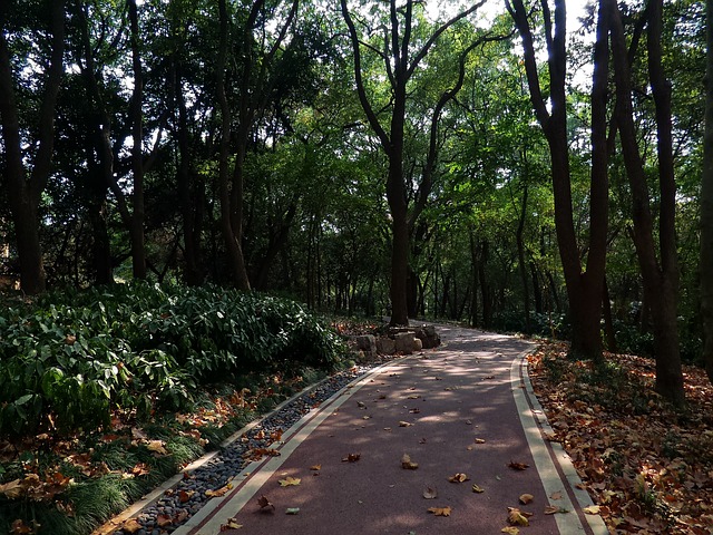 山林 幽静 林荫小路 - 上的免费照片