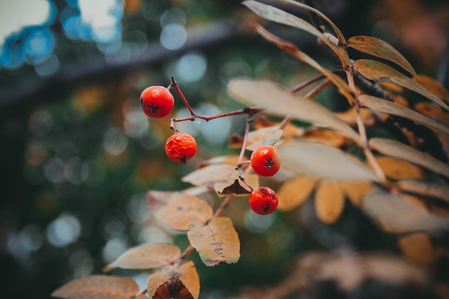 秋季 罗文 树 - 上的免费照片