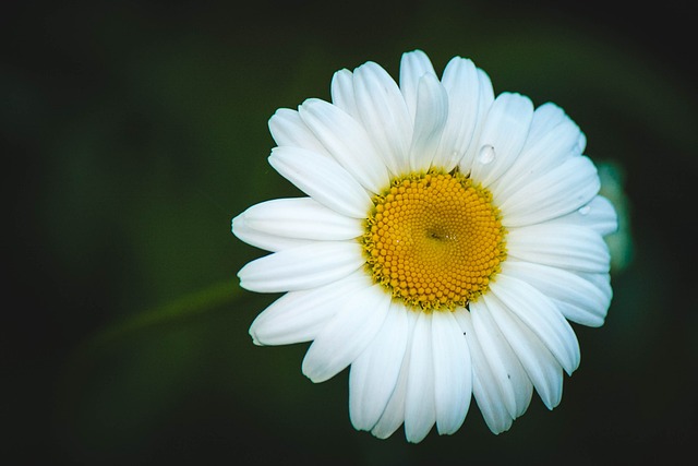 黛西 花卉 夏季花卉 - 上的免费照片