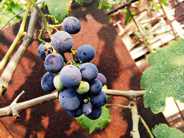 葡萄 水果 三星 Galaxy - 上的免费照片