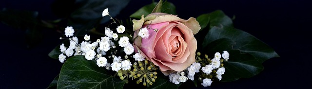 玫瑰 开花 花 - 上的免费照片