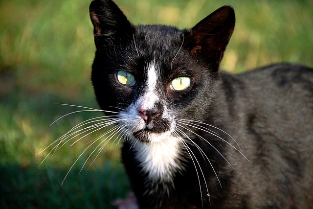 猫 动物 可爱 - 上的免费照片