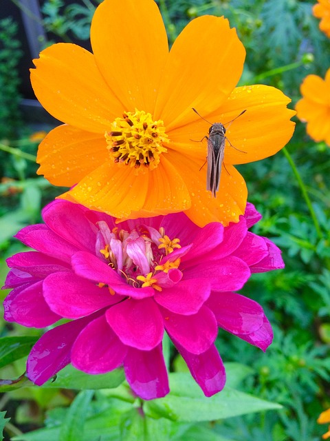 皇冠雏菊 大丽花 鲜花 - 上的免费照片