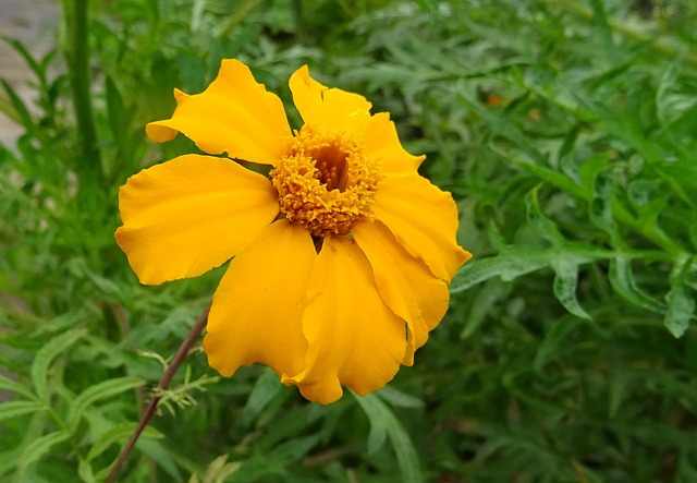 万寿菊 花 单身的 - 上的免费照片