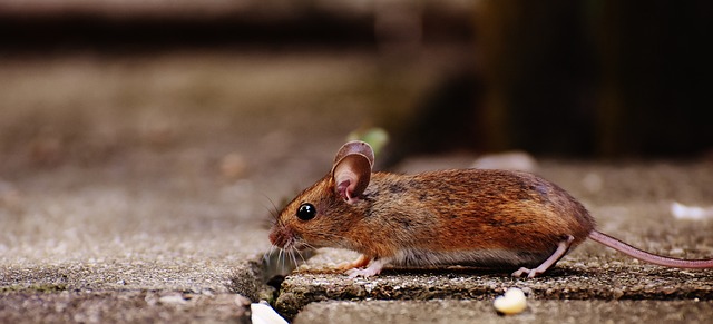 鼠 啮齿动物 可爱的 - 上的免费照片