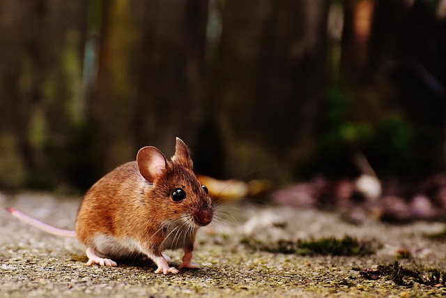 鼠 啮齿动物 哺乳动物 - 上的免费照片