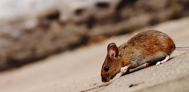 鼠 啮齿动物 可爱的 - 上的免费照片