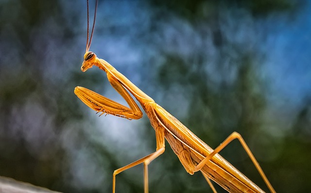 螳螂 昆虫 吓 - 上的免费照片