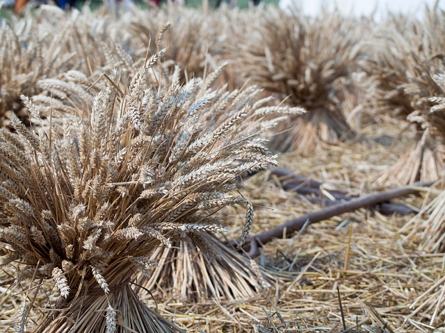 盎格鲁撒克逊人 重新制定 历史 - 上的免费照片