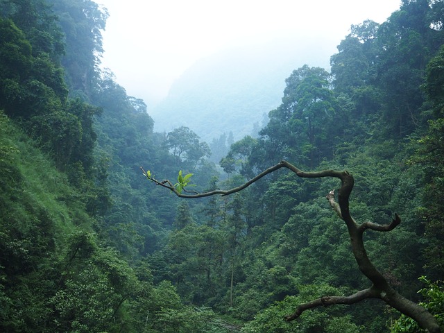 峨眉山 绿色 - 上的免费照片