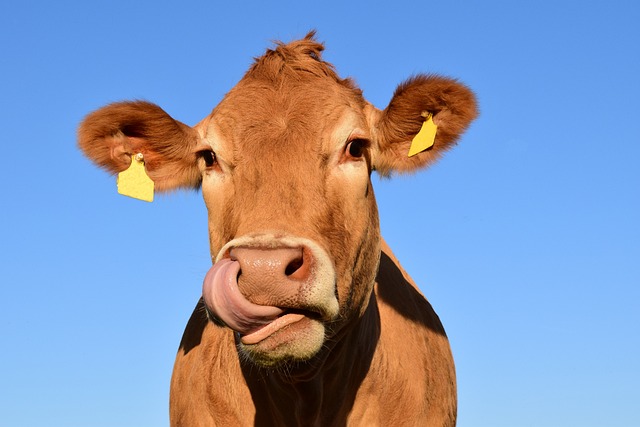 奶牛 舔 舌头 - 上的免费照片