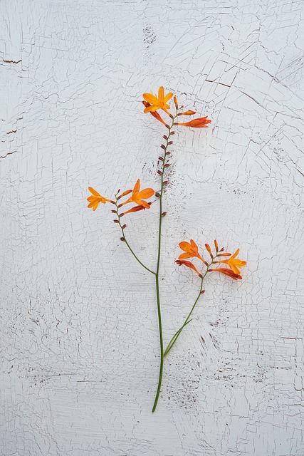 蒙布雷西亚 Crocosmia 虹膜家族 - 上的免费照片