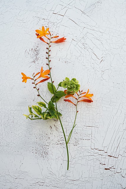 蒙布雷西亚 Crocosmia 虹膜家族 - 上的免费照片
