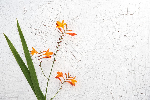 蒙布雷西亚 Crocosmia 虹膜家族 - 上的免费照片