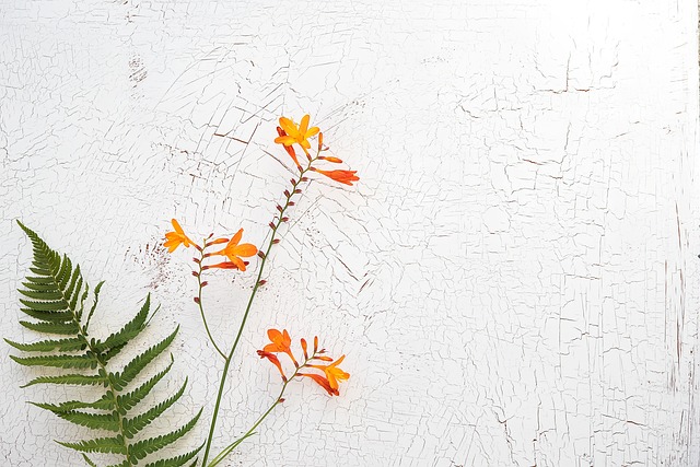 蒙布雷西亚 Crocosmia 虹膜家族 - 上的免费照片