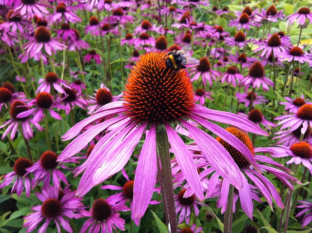 紫锥菊 花 锥花 - 上的免费照片