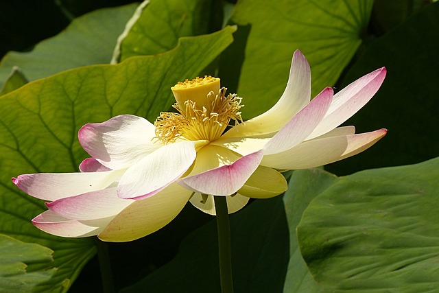花 莲花 莲科 - 上的免费照片