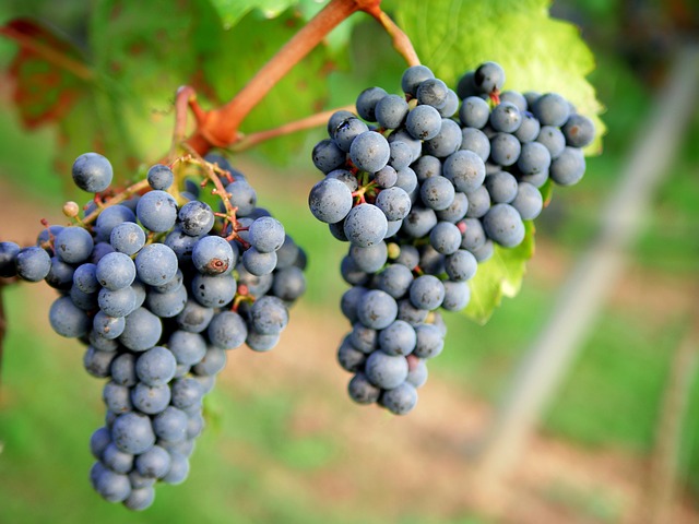 葡萄 红葡萄酒 葡萄园 - 上的免费照片