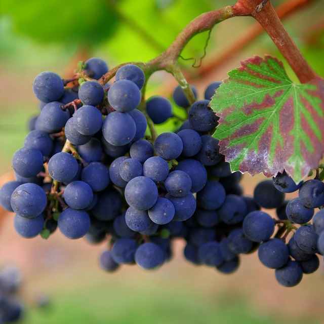 葡萄 红葡萄酒 葡萄园 - 上的免费照片