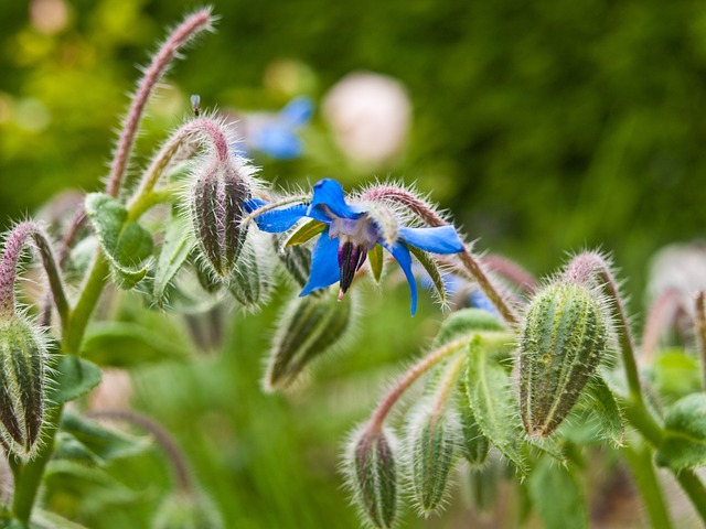 花园 蓝色的 治愈 - 上的免费照片
