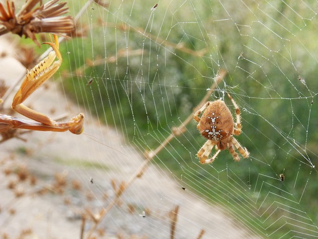 蜘蛛 螳螂 Web - 上的免费照片