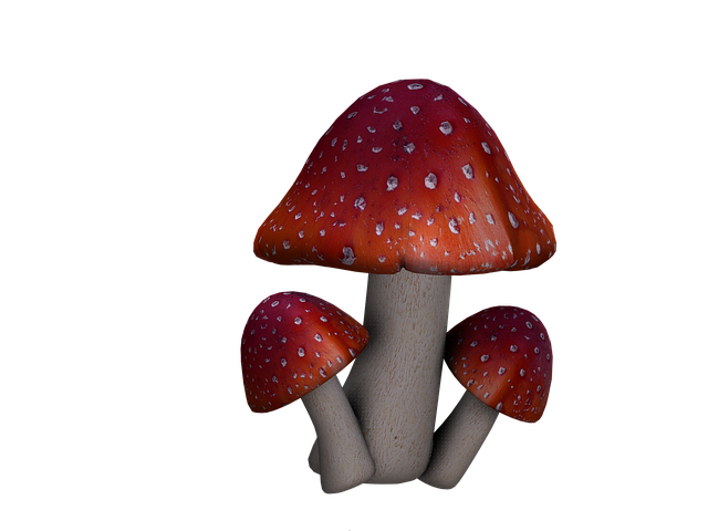 毒菌 蘑菇 幻想 - 上的免费图片