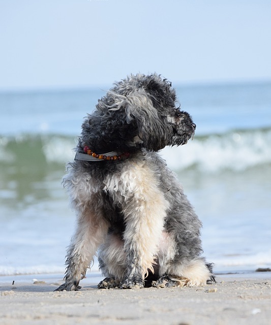 贵宾犬 狗 迷你贵宾犬 - 上的免费照片