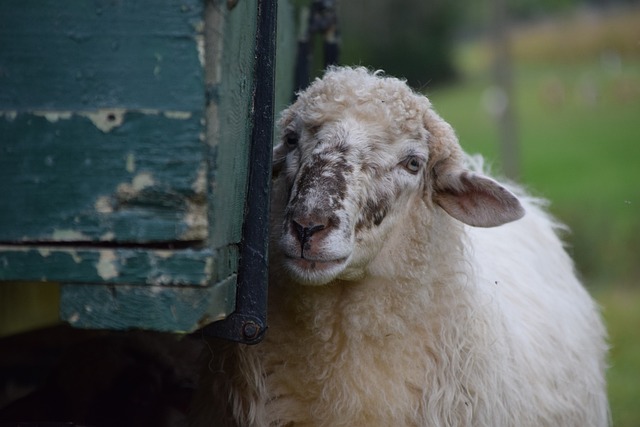羊 白色的 农场动物 - 上的免费照片