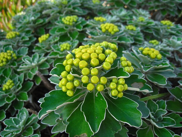 滨菊 芽 黄色 - 上的免费照片