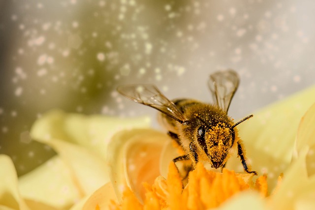 蜜蜂 花 特写 - 上的免费照片