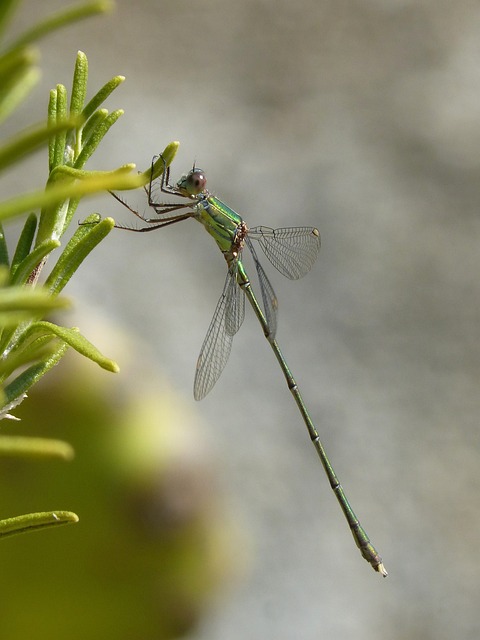 蜻蜓 绿蜻蜓 迷迭香 - 上的免费照片