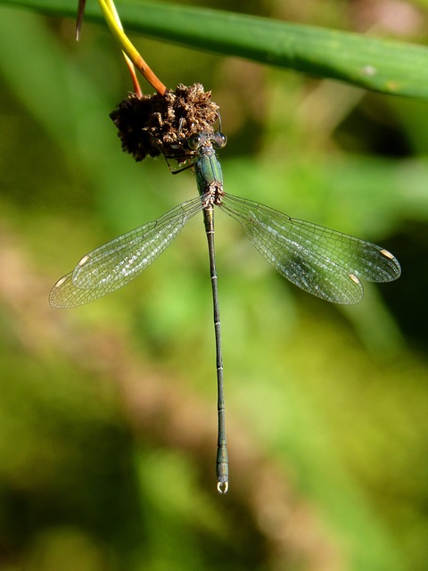 蜻蜓 绿蜻蜓 匆忙 - 上的免费照片