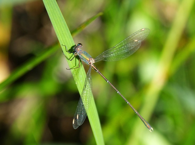 蜻蜓 绿蜻蜓 叶 - 上的免费照片