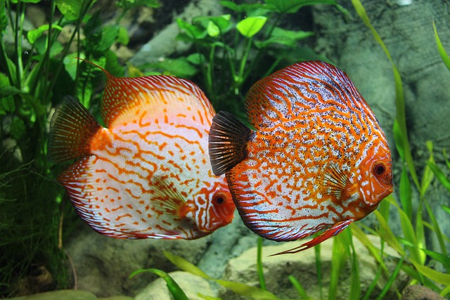 鱼 铁饼 水族馆 - 上的免费照片