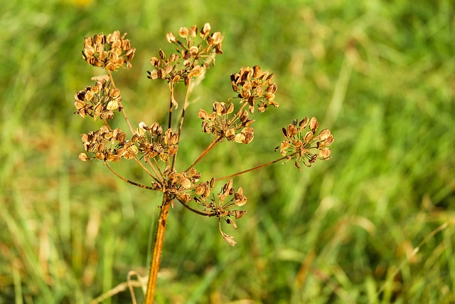 Hogweed 草甸猪草 植物 - 上的免费照片