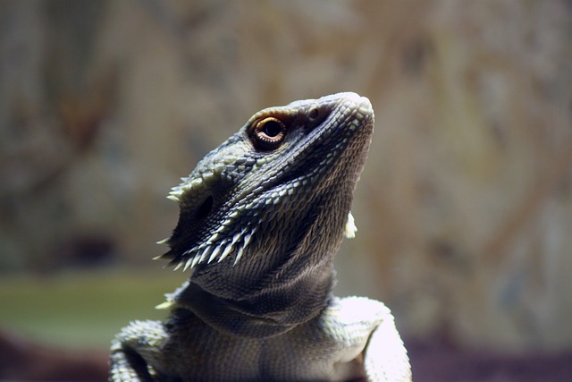 Pogona Vitticeps 波戈纳 大胡子 - 上的免费照片