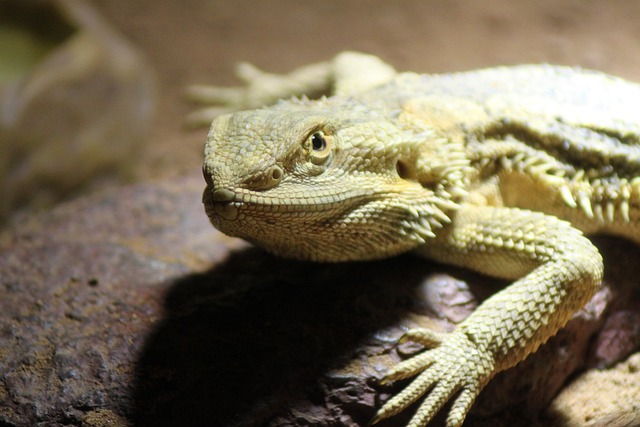 Pogona Vitticeps 波戈纳 大胡子 - 上的免费照片