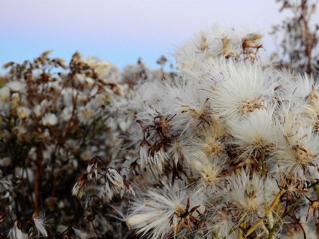 开花 植物 花 - 上的免费照片