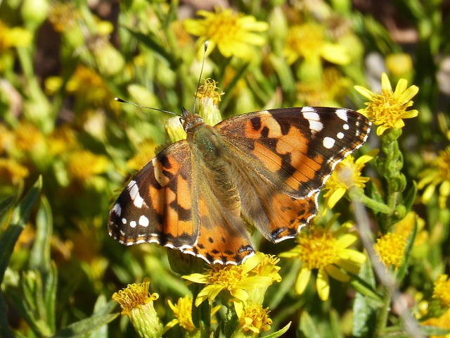 蝴蝶 吮吸 花 - 上的免费照片