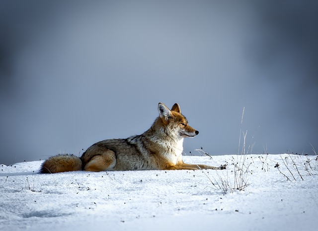 郊狼 动物 野生动物 - 上的免费照片