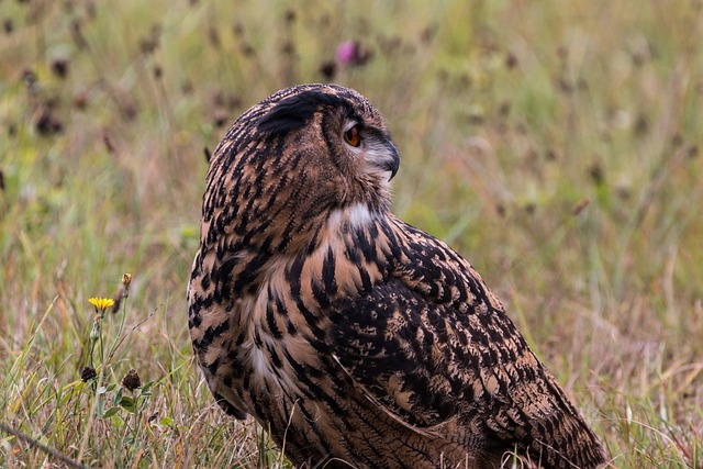呜呼 腹股沟淋巴 猫头鹰 - 上的免费照片